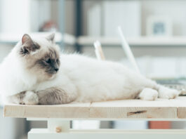 „Nein, ich will weiterhin im Homeoffice bzw. ‚remote‘ arbeiten.“ Nein, ich will weiterhin im Homeoffice arbeiten