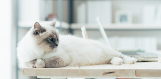 Nein, ich will weiterhin im Homeoffice arbeiten