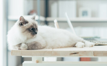 „Nein, ich will weiterhin im Homeoffice bzw. ‚remote‘ arbeiten.“ Nein, ich will weiterhin im Homeoffice arbeiten