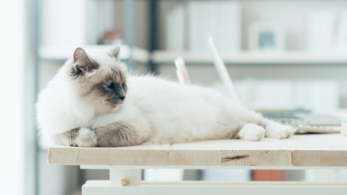 Lovely cat on the desktop Nein, ich will weiterhin im Homeoffice arbeiten